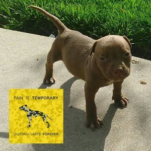 Meet your Posher, Earnest